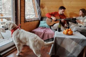 The Best Pet-Friendly Holiday Cottages in the UK